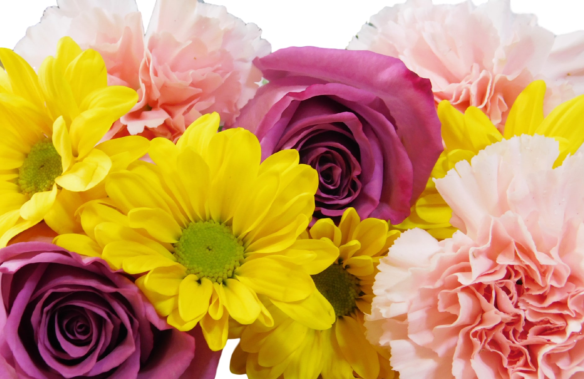 Fresh Cut Flowers